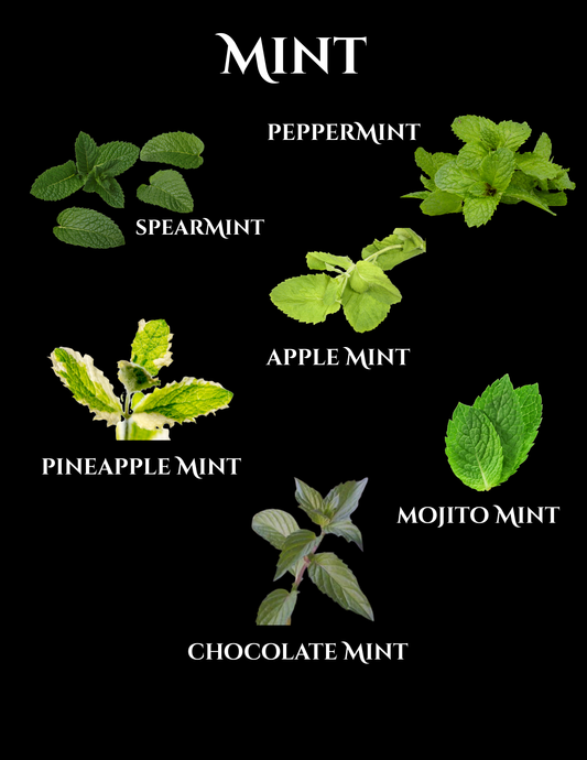 Mint: The Refreshing Herb That Has Captivated Tea Lovers for Centuries